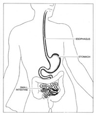 Esophagus and stomach.