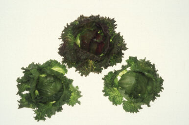 Taylor Fresh Foods Recalls Iceberg Lettuce from Central Mexico Because of Possible Health Risk