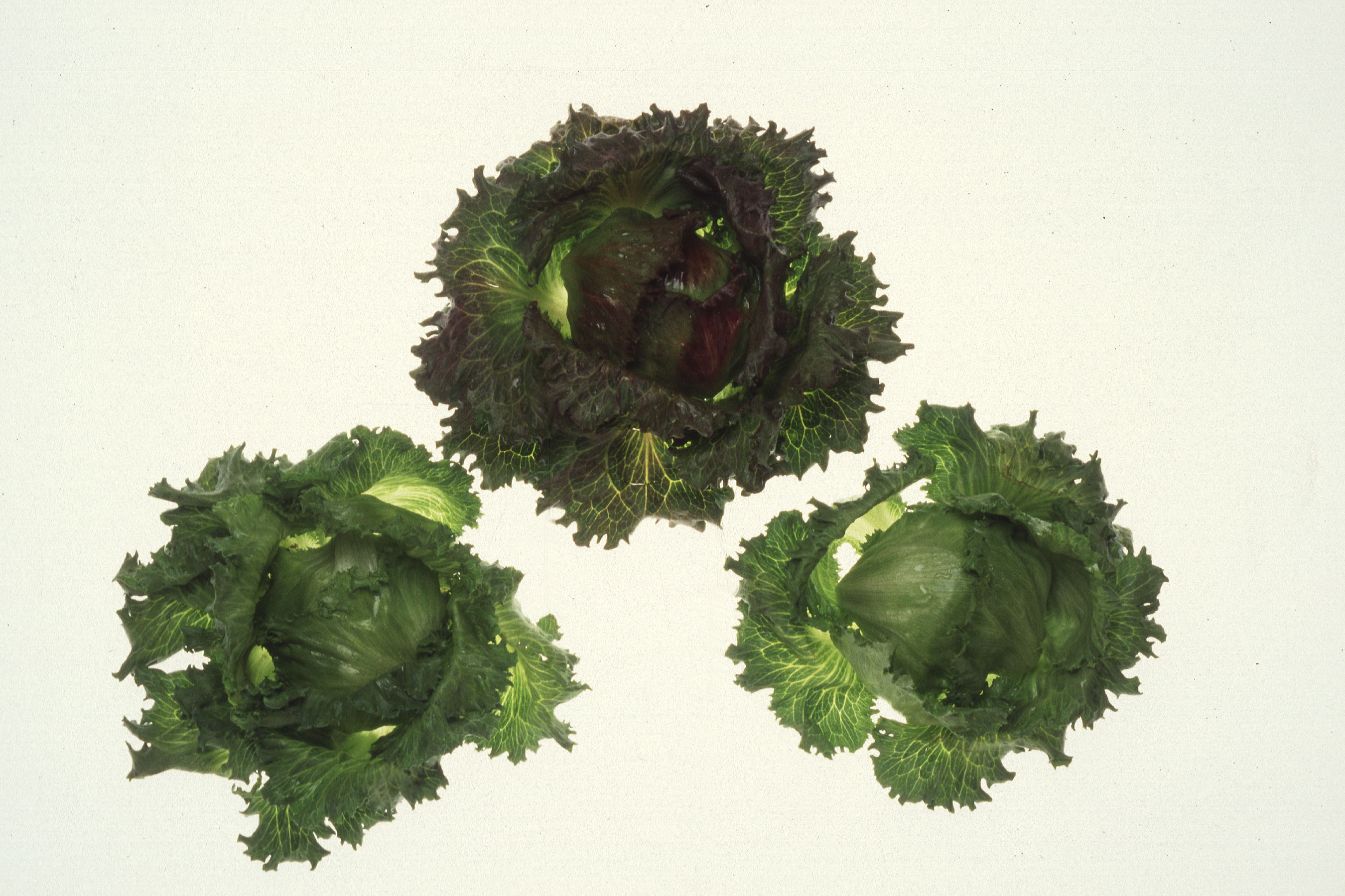 Heads of iceberg lettuce growing in a field