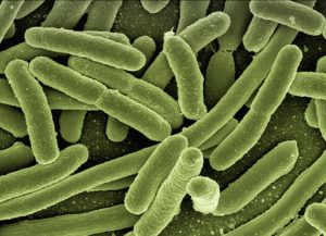 pequeñas bacterias intestinales verdes