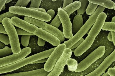 Interesting Facts About the Bacteria in Your Gut