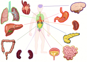 Organs of the body including the pancreas.