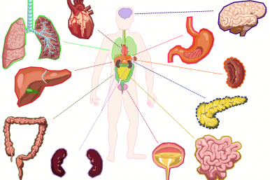 Your Pancreas and You