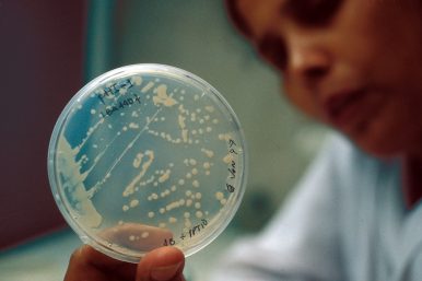 Crecimiento excesivo de bacterias del intestino delgado: restaurar el zen de su intestino