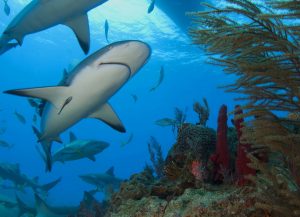 Agua clara con tiburones nadando.