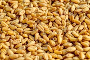 wheat grains, source of fiber