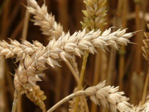 stalk of wheat